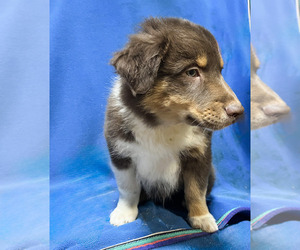 Australian Shepherd Puppy for sale in WARSAW, NY, USA