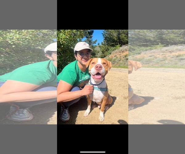 Medium Photo #1 American Pit Bull Terrier Puppy For Sale in Hayward, CA, USA