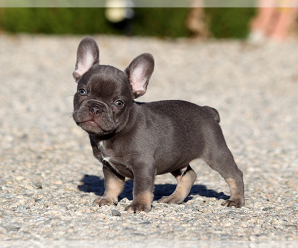 Medium Photo #1 French Bulldog Puppy For Sale in LITTLEROCK, CA, USA