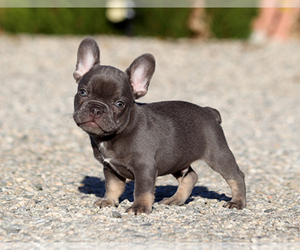 French Bulldog Puppy for sale in LITTLEROCK, CA, USA