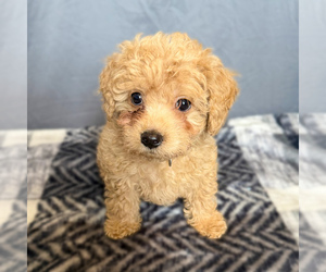 Goldendoodle (Miniature) Puppy for sale in SEVIERVILLE, TN, USA