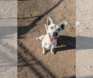 American Pit Bull Terrier-Unknown Mix Dogs for adoption in phoenix, AZ, USA