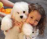 Small Photo #9 Bichon Frise Puppy For Sale in WAYLAND, MI, USA