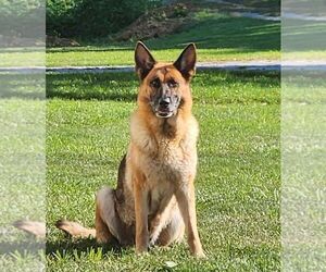 Mother of the German Shepherd Dog puppies born on 02/28/2026