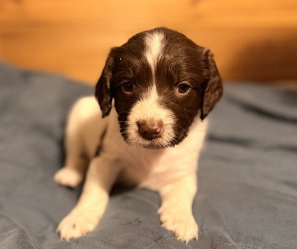 Medium Photo #4 English Springer Spaniel Puppy For Sale in VIRGINIA, MN, USA