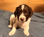 Small #3 English Springer Spaniel