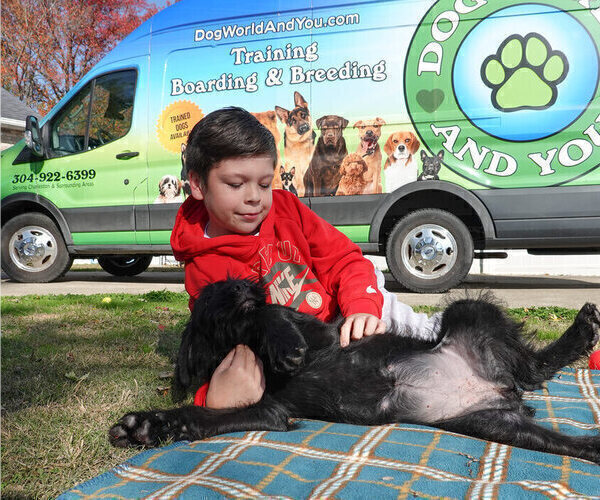 Medium Photo #6 Black Russian Terrier Puppy For Sale in S CHARLESTON, WV, USA