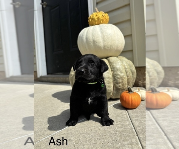 Medium Photo #4 Labrador Retriever Puppy For Sale in FREDERICKSBG, OH, USA