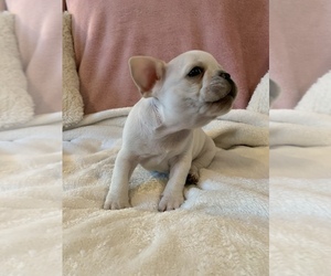 French Bulldog Puppy for sale in JOHNS ISLAND, SC, USA