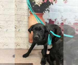 Mutt Dogs for adoption in San Bernardino, CA, USA