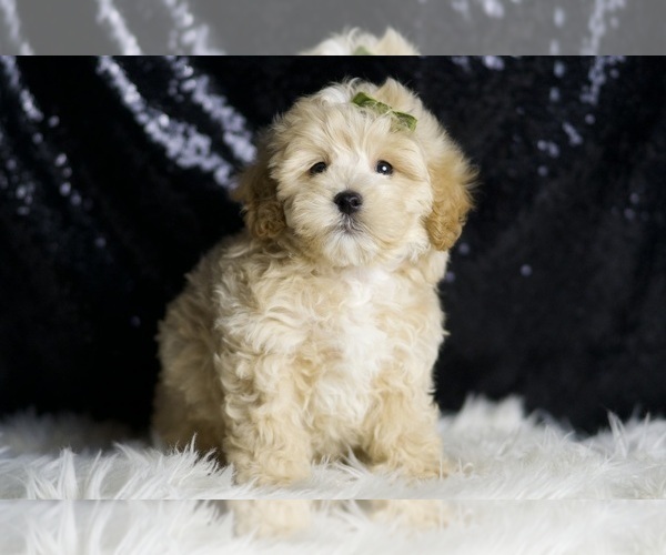 Medium Photo #2 Maltipoo Puppy For Sale in WARSAW, IN, USA