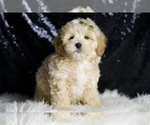 Small #1 Maltipoo