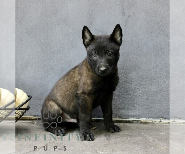 Medium Photo #2 Belgian Malinois Puppy For Sale in RONKS, PA, USA