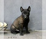 Rover - Male Belgian Malinois Puppy for Sale - Photo #2