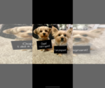Small Photo #1 Yorkshire Terrier Puppy For Sale in DECATUR, IN, USA