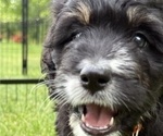 Puppy Candy Bernedoodle