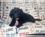 Small #1 Aussiedoodle Miniature 