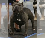Small Photo #1 American Bully Puppy For Sale in PORTAGE, IN, USA