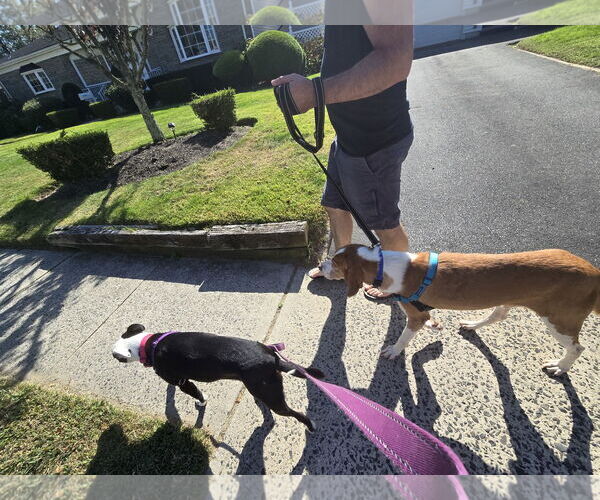 Medium Photo #14 Mutt Puppy For Sale in Oakhurst, NJ, USA