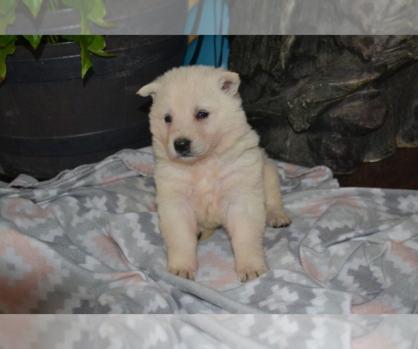 Medium Photo #10 German Shepherd Dog Puppy For Sale in GREENWOOD, WI, USA