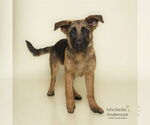 Small German Shepherd Dog Mix