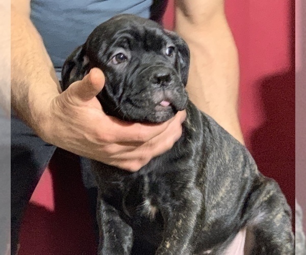 Medium Photo #153 Cane Corso Puppy For Sale in COTTAGE GROVE, OR, USA