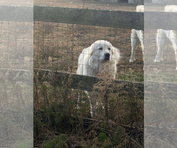 Medium Photo #5 Great Pyrenees Puppy For Sale in Holly Springs, NC, USA