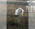 Small #4 Great Pyrenees