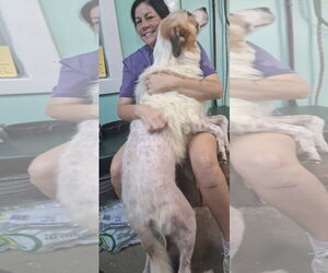 Mikey- Giant lap dog - Male Great Pyrenees-Unknown Mix Dog for Adoption - Photo #4