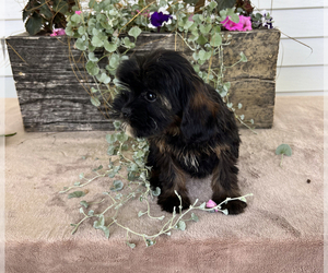 Cava-Tzu Puppy for sale in POUNDING MILL, VA, USA