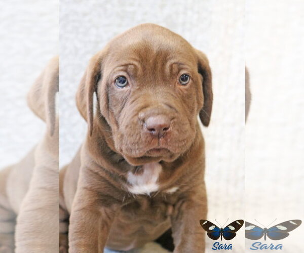 Medium Photo #3 Mutt Puppy For Sale in Wakefield, RI, USA