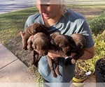 Small Photo #13 Labrador Retriever Puppy For Sale in TULSA, OK, USA