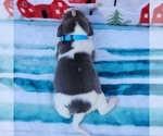 Small #35 Beagle