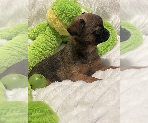Medium Photo #6 Brussels Griffon Puppy For Sale in LEXINGTON, VA, USA
