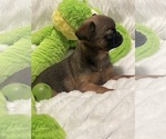 Small Photo #6 Brussels Griffon Puppy For Sale in LEXINGTON, VA, USA