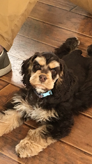 Cocker Spaniel Puppy for sale in MILFORD, NH, USA