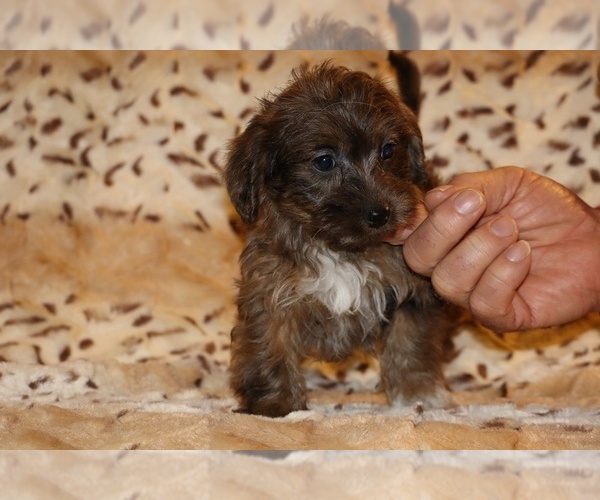 Medium Photo #12 Yorkiepoo mix (+ Poodle Toy) Puppy For Sale in DYERSBURG, TN, USA