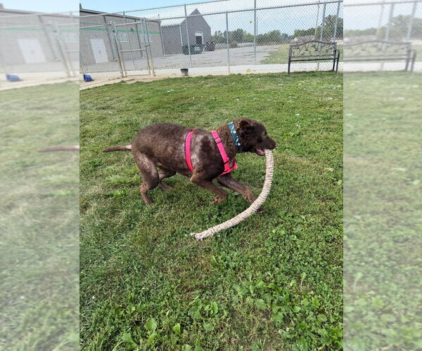 Medium Photo #4 Chesapeake Bay Retriever-Unknown Mix Puppy For Sale in Pierceton , IN, USA