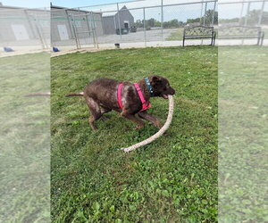 Goose - Female Chesapeake Bay Retriever-Unknown Mix Dog for Adoption - Photo #4