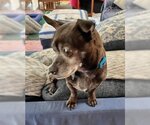 Small Photo #4 Chihuahua-Unknown Mix Puppy For Sale in Corona, CA, USA