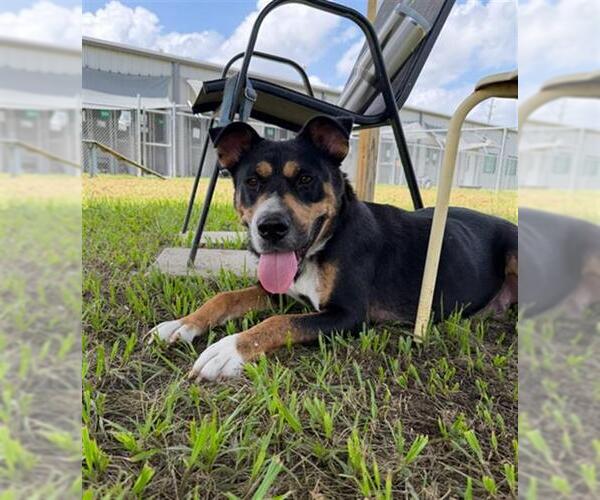 Medium Photo #2 Australian Kelpie-Unknown Mix Puppy For Sale in Rosenberg, TX, USA
