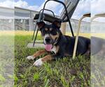 Small #1 Australian Kelpie Mix