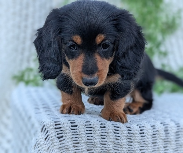 Medium Photo #6 Dachshund Puppy For Sale in GOSHEN, IN, USA