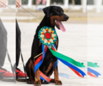 Small #21 Doberman Pinscher