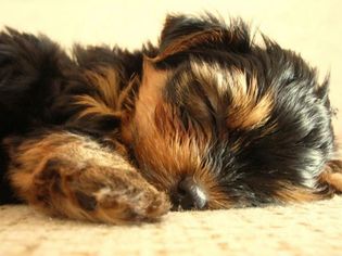 Yorkshire Terrier Puppy for sale in ROLLING PRAIRIE, IN, USA