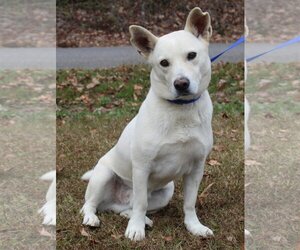 Basset Hound-Unknown Mix Dogs for adoption in Prattville, AL, USA