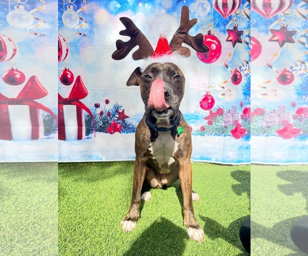 Medium Photo #4 Mutt Puppy For Sale in Pompano Beach , FL, USA