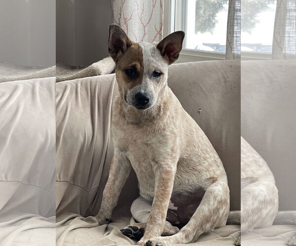 Medium Photo #8 Mutt Puppy For Sale in Garden City, NY, USA