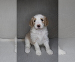 Puppy Rey Sheepadoodle