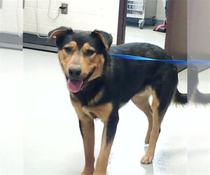 German Shepherd Dog-Unknown Mix Dogs for adoption in Fayetteville, NC, USA